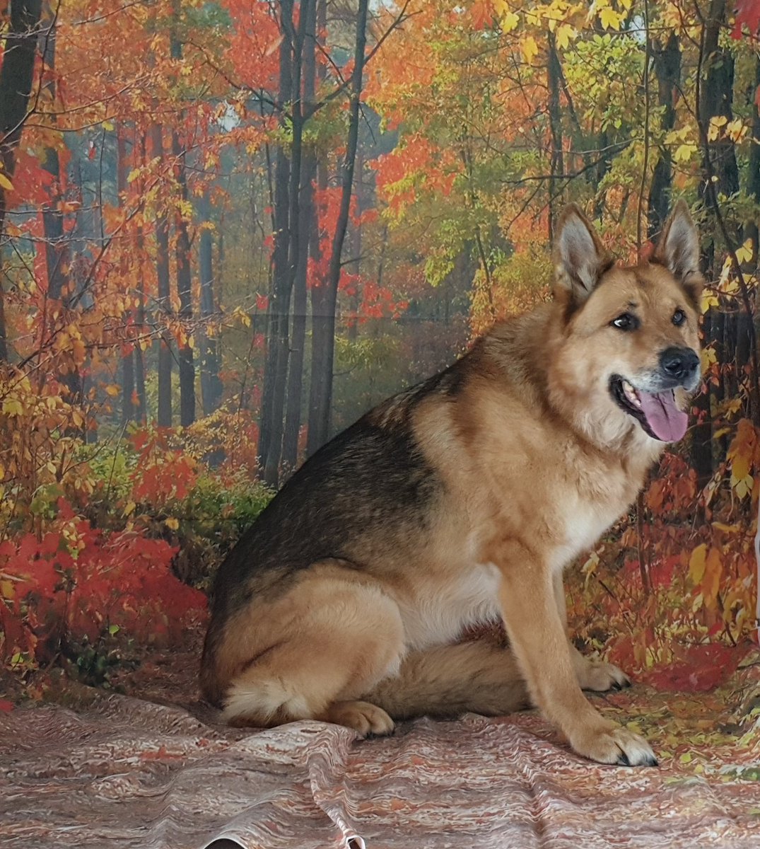 In total shock right now. Took our 11yr old gsd for an xray to find she has a massive tumour in her leg. Its susected she has other tumur growth elsewhere but its not treatable. Fly high Gypsy darlin 🌈🌹