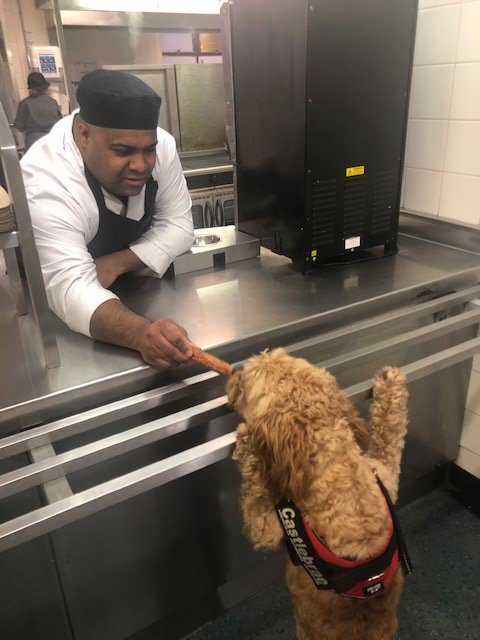 librarygeekery's tweet photo. We're all back to school @CastlebraeCHS today and looking awfully smart - even Milo is in school uniform, and looking very dapper as he does a quick quality check in the canteen 🐶❤️🌭 #mentalhealth #theradogs https://t.co/RIXFuCarud