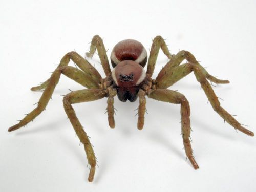 PoissonPetMag's tweet photo. Afrique du Sud>Il surprend une araignée en train de capturer son - https://t.co/IO2DGNkNH3 #poisson https://t.co/LsD2kcGG4K