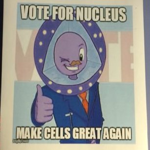 NucleusMiss's tweet photo. I'm is generally considered the control center of the cell because i store all of the genetic instructions for manufacturing proteins. Some cells in the body, such as muscle cells, contain more than one nucleus, which is known as multinucleated.#svorganellewars #mswalkerd #Vote! https://t.co/UKc2PurP1P