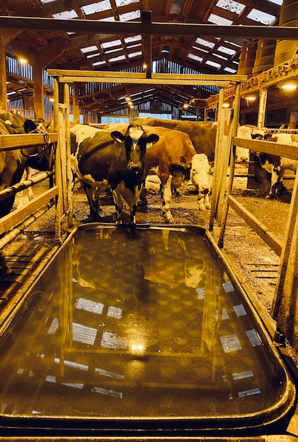 The old adage that prevention is better than cure is here applied to an old disease – foul in the foot. Our cows swish through a bi-weekly footbath to keep the lameness causing bacterial infection at bay #LifeOnTheFarm