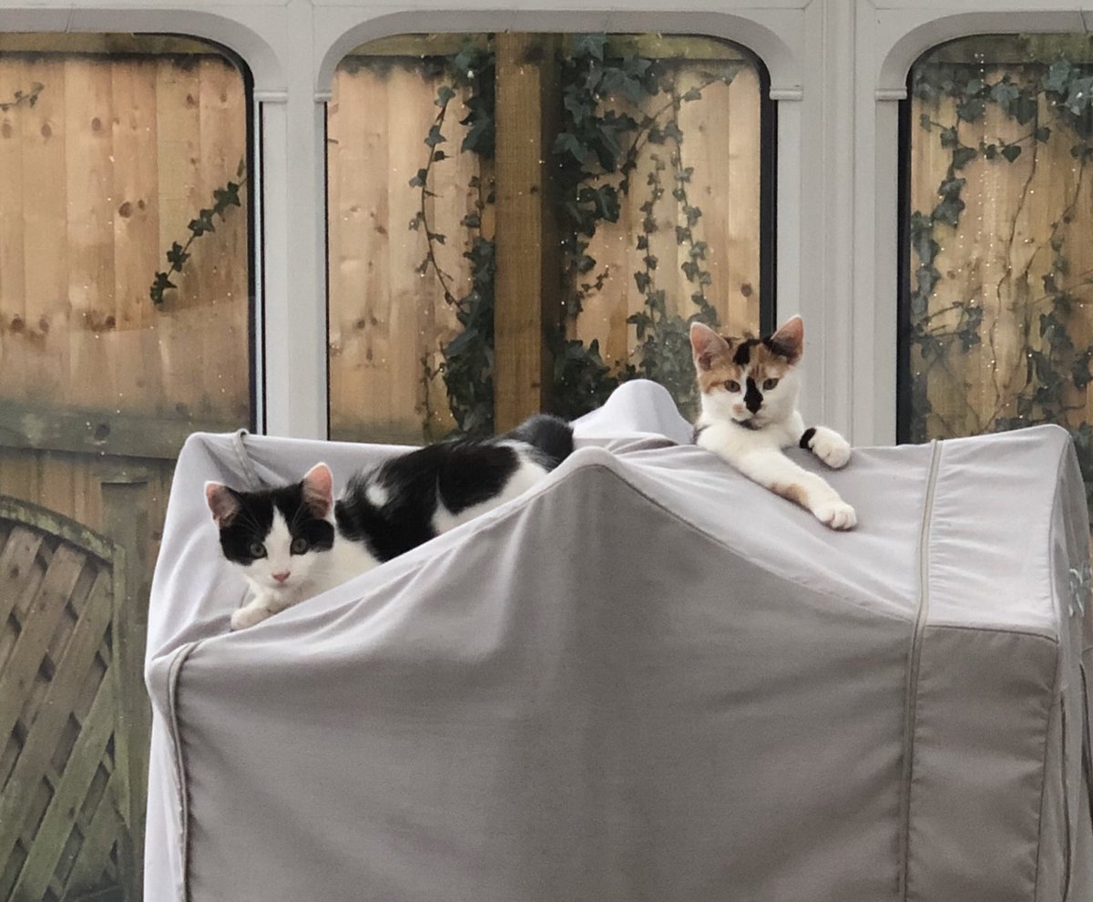 SmokeyBear588's tweet photo. The kittens have discovered the heated clothes dryer! #VIPJustforKittens https://t.co/k0jlU1JkzK