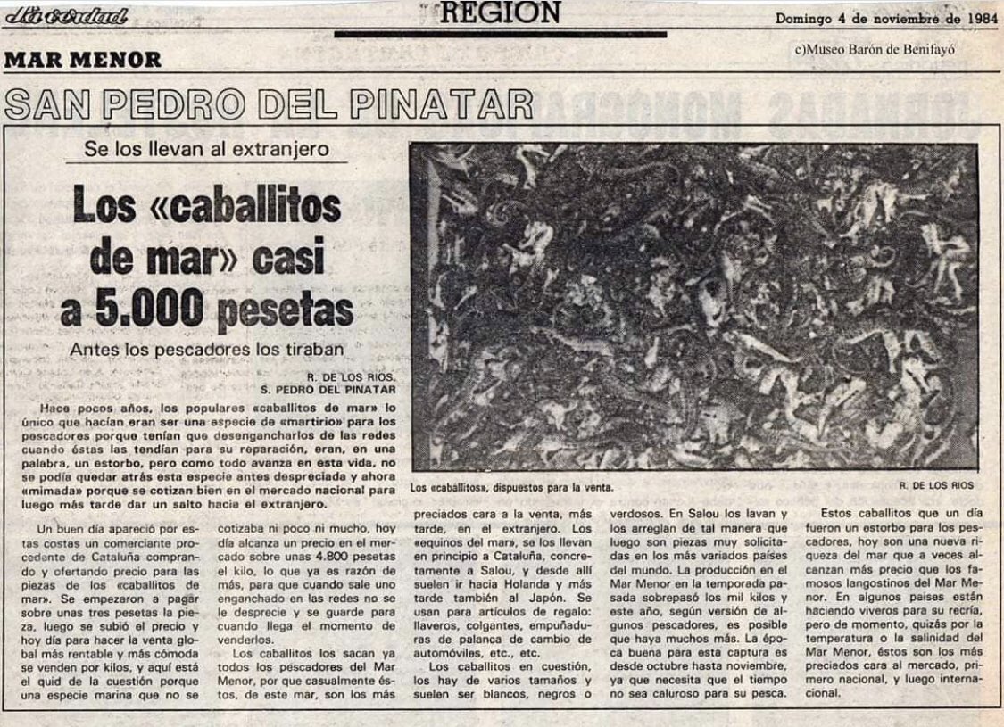 murcianico79's tweet photo. CABALLITOS DE MAR .
Han pasado de ser un problema en 1984 a no existir casi . Mañana @CsRegionMurcia @JuanjoMoliGal tiene la oportunidad de arreglar una ley insuficiente y que de aprobarse matara aún más a nuestro #SOSMarMenor . https://t.co/iyXssaKZgK