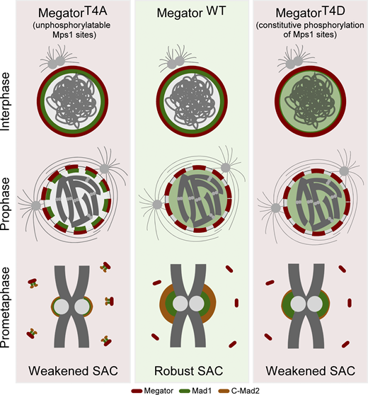 JCellBiol's tweet photo. .@SofiaCunhaSilv4, @MarianaOsswald, @CarlosConde_i3S &amp; colleagues @i3S_UPorto show that Mps1 promotes timely release of Mad1 from nuclear pores in #prophase to ensure efficient #kinetochore recruitment of Mad1-C-Mad2 &amp; faithful #chromosome segregation https://t.co/3uF8yGjqew https://t.co/25kHt2heuB