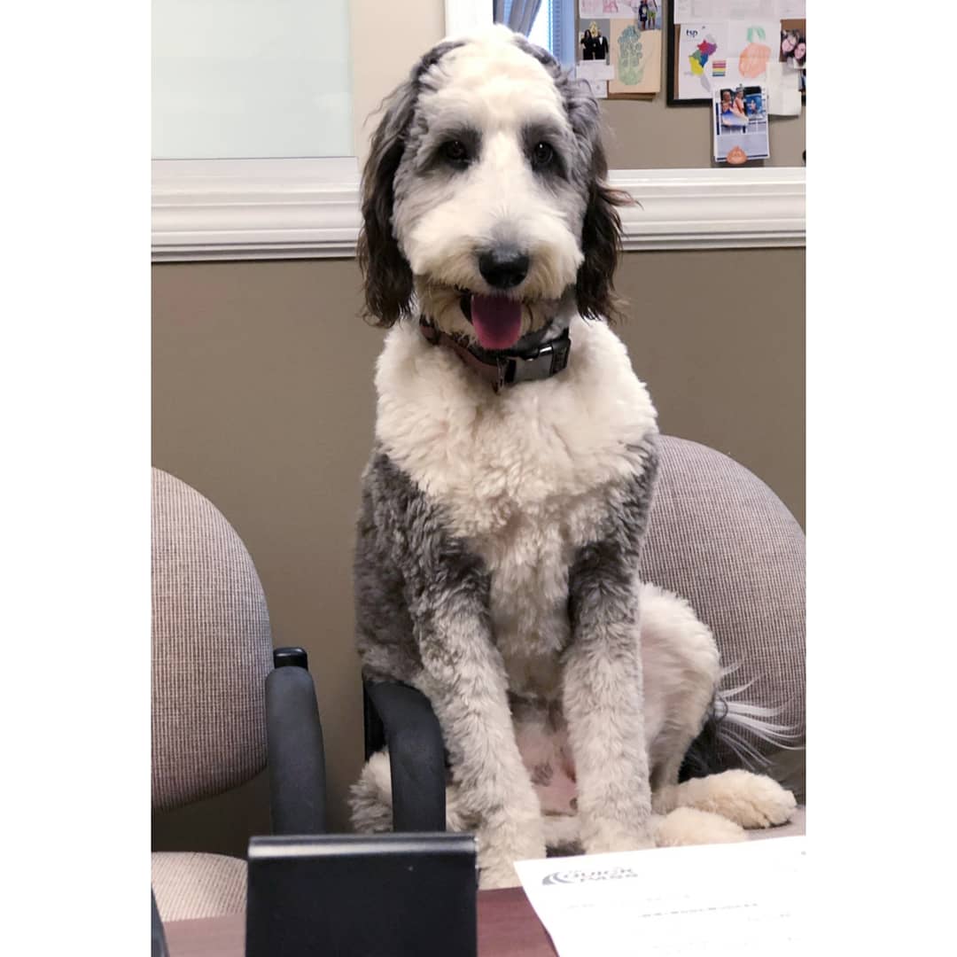 TSPTurf's tweet image. Look who walked in and sat down in the HR office this am 🐶 #Itty
Isn't she fetching ☺️😂 #tspturf
