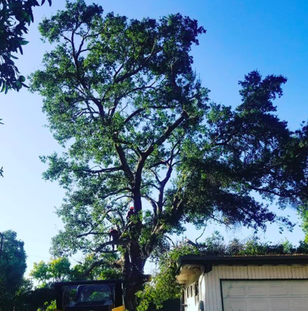 YourWayTreeServ's tweet photo. Oak trees- protected by the state of California. Tree removal or trimming require permits. We can help you obtain these permits.
Call us today (818) 882-2335
https://t.co/QP1naOySJR
#treeremovallosangeles #treecareservices #treeremovalservices #treeserviceslosangeles https://t.co/qkMHgxKM0O