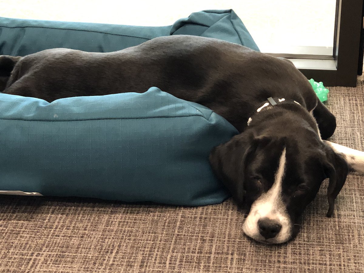 Meet Tess! She’s an 11 week-old hound mix and the newest member of the family. Also the newest staff member in Lutnick Library! She loves visitors.