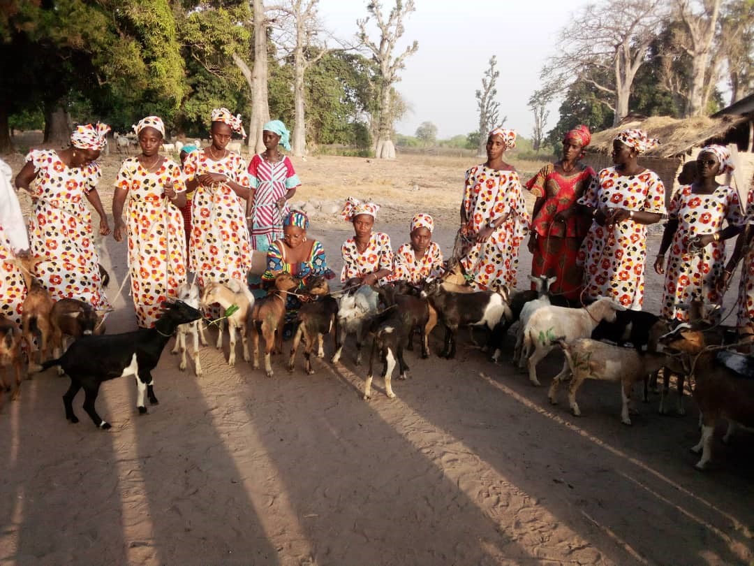Heifer_NL's tweet photo. Het is weer feest in Senegal! 25 vrouwen mochten schapen en geiten in ontvangst nemen. #Senegal #Voedingcentraal https://t.co/tz7eWhD8S1