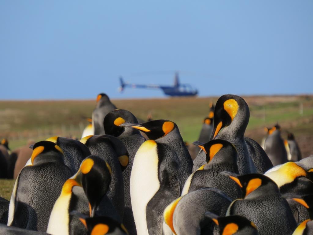 Did you know it’s been a year since we delivered the first Robinson helicopter to the Falkland Islands? It’s great to see the penguins are unbothered by its arrival 🚁🐧☀️. #ThrowbackThursday