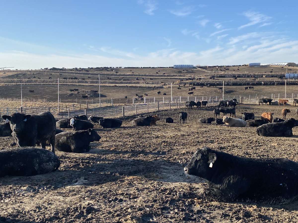 What do cattle in a feedyard do on a mild, sunny, winter morning?  They sleep in!  Rise and shine, it's breakfast time! #riseandshine #thursdaymorning #feedlotlife #cattle #CattleTales #Nebraska