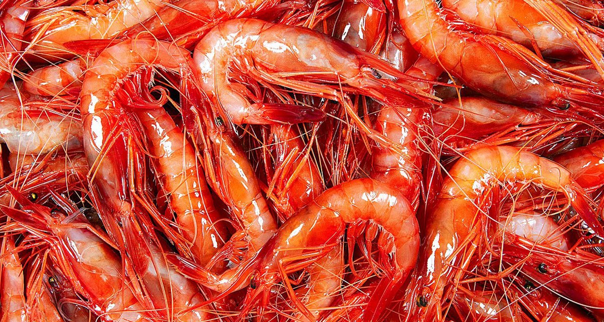 casa_dinamica's tweet photo. RT @mmmediterranean: Gamba from Palamós on the Mediterranean coast, beautiful, bright, tasty and unique. We are proud to bring it to the best chefs in the US.
#gambadepalamos #prawns #redprawns #shrimp #worldfamous #bestintheworld #🦐 #highqualityfood https://t.co/djUoauWb2z