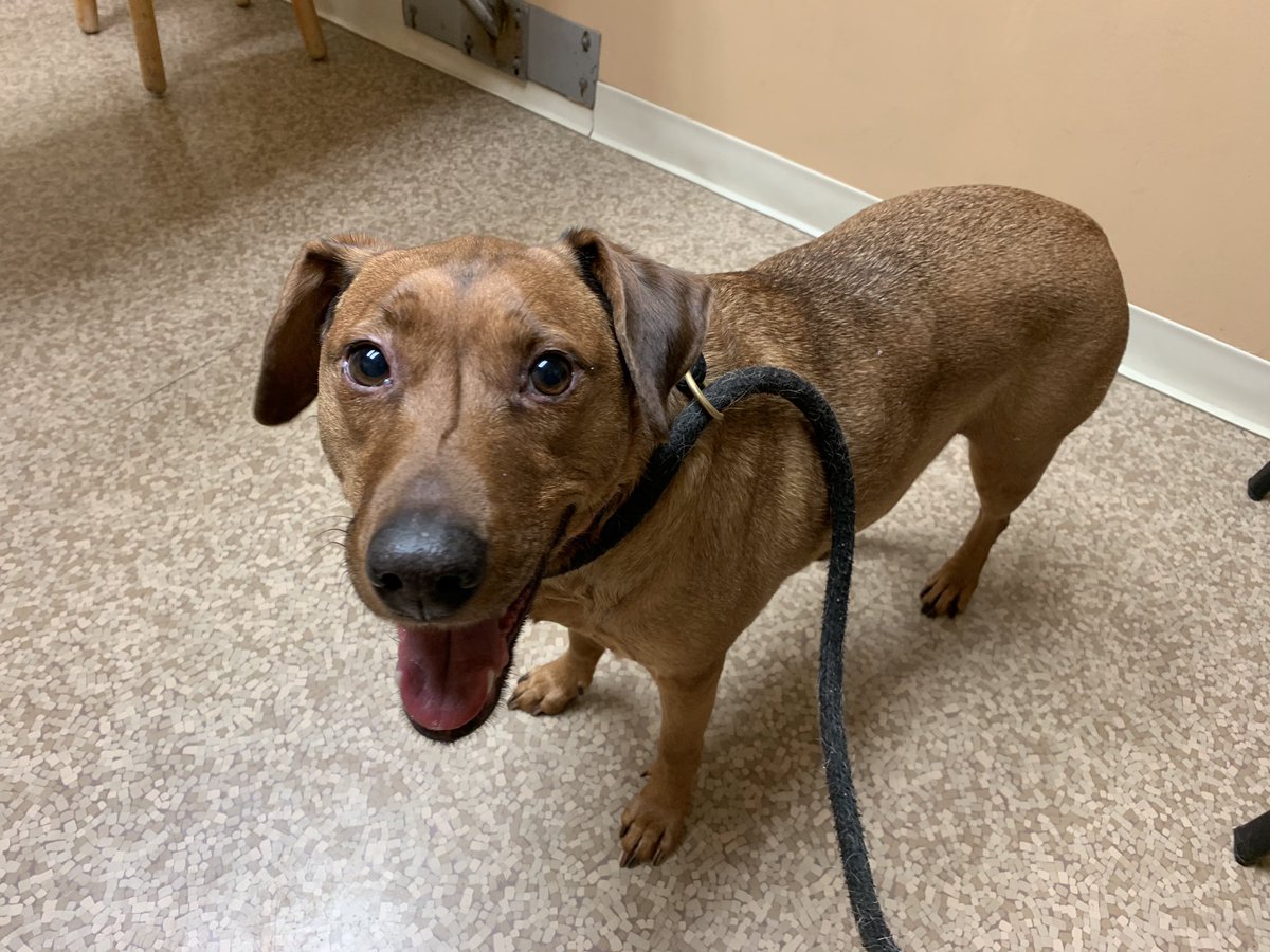 Dogtor of Philosophy tweet media