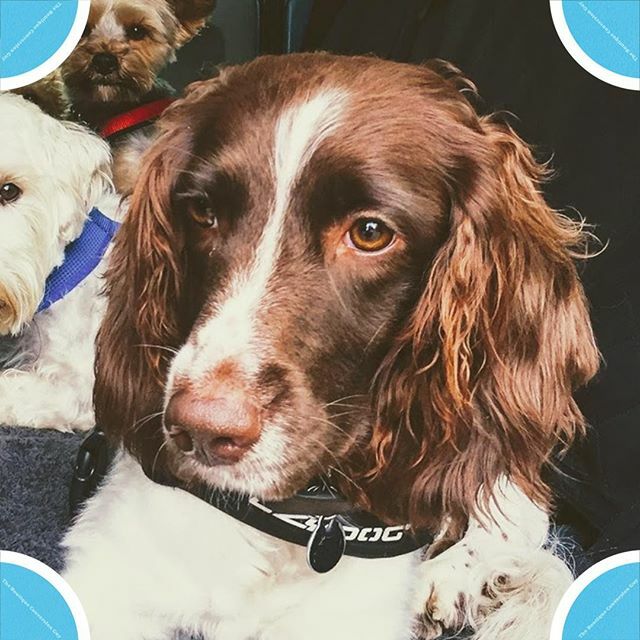 #DogsofInstagram Introducing Willow! Official office dog at theConversionGuy HQ! 🐶😁⠀
⠀
#salestips #sales ⠀
#pilates #personaltrainer #martialarts ⠀
#londonfitness #londonfitfam⠀
#gymuk #gymsales #gymowner #gymmarketing ⠀
#gymbusiness #gym #getfit… ift.tt/2QDId3c