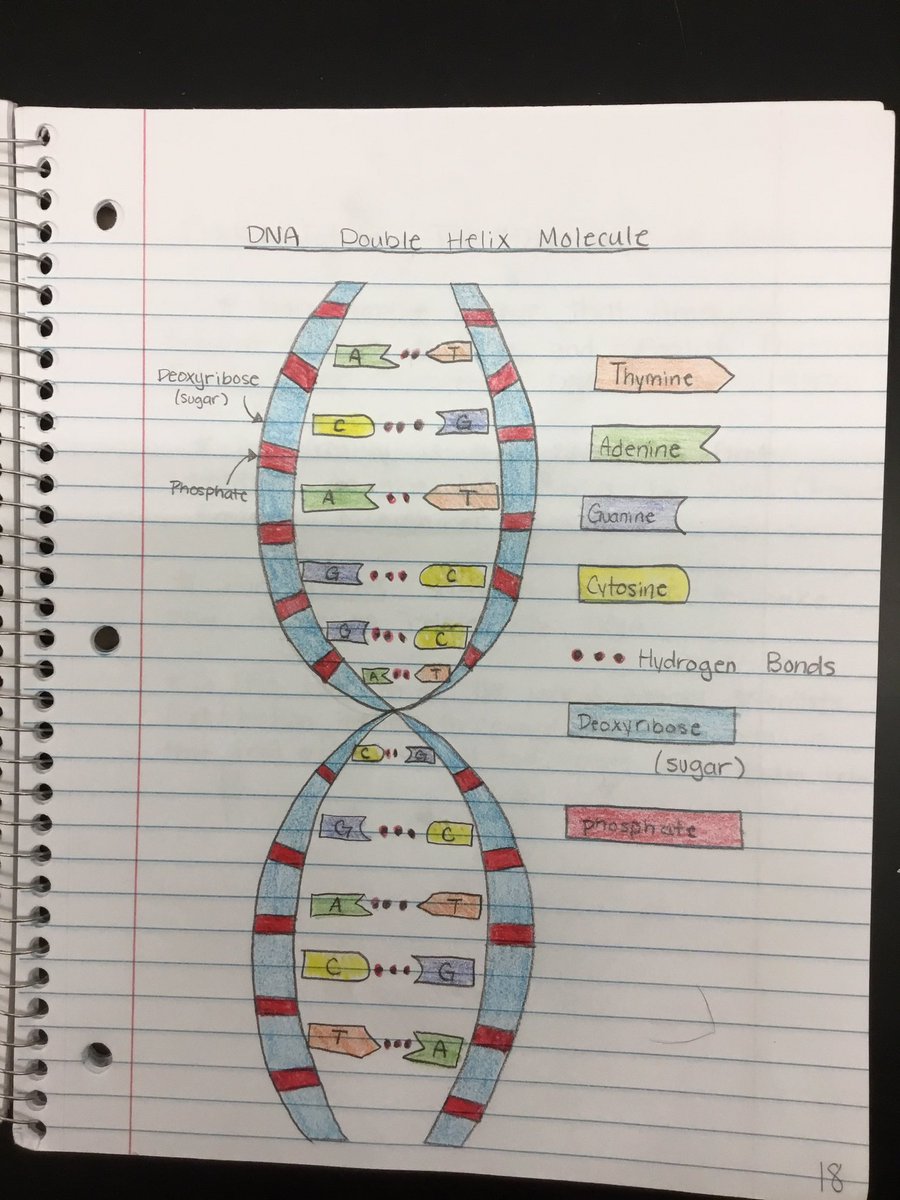 PepScienceSpot's tweet photo. End of marking period notebook collection-the “old school teacher” in me loves when students take neat, creative & organized notes! #Bermbuzz #Bermlearns #PepScienceSpot #grade9science #InteractiveScienceNotebook https://t.co/DXjLCyUF8e