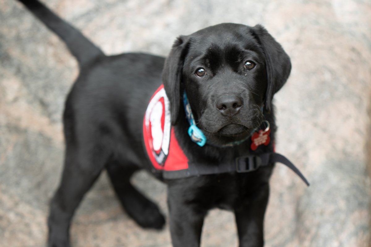 Zeke is a lab puppy that will hopefully one day be of great service to his master.