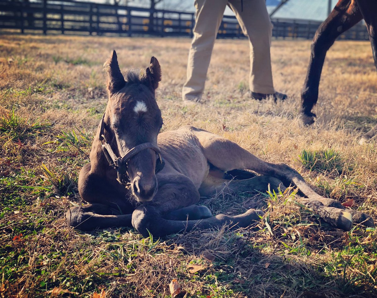 And we’re off! First foal of 2020 and it’s a girl! 🎀 #foalingseason #favoriteseason