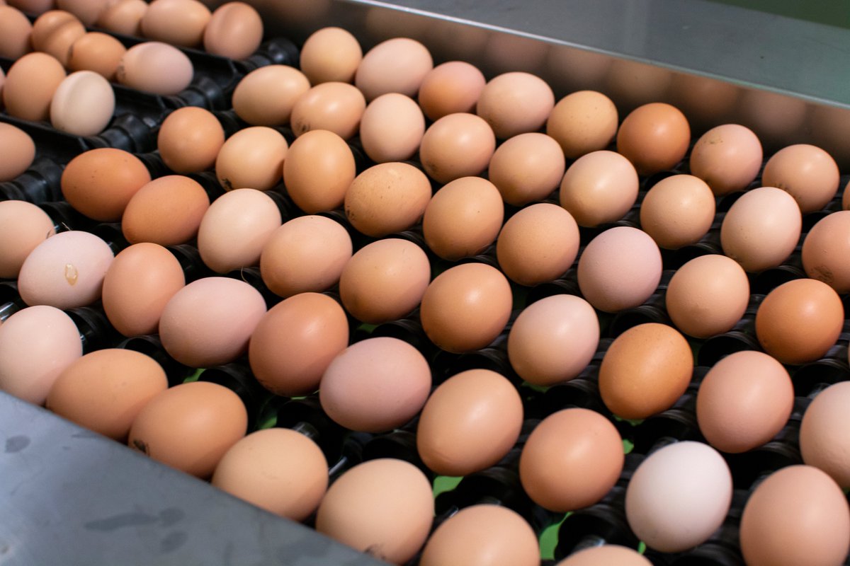 Wincorp_Intl's tweet photo. There is always new technology being released in the poultry industry. Be sure to take advantage and make your farm more efficient and more profitable. #WincorpInternational #WincorpEggs #HatchingYourFuture https://t.co/Hgf4ltR9eF