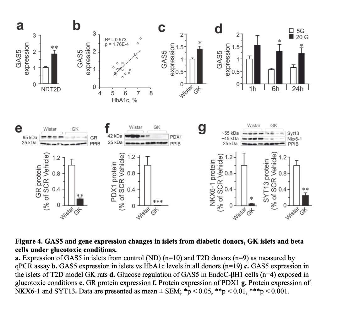 MolMetab's tweet photo. #glucocorticoid induces human #betacell dysfunction and involves the #riborepressor #GAS5 #lincRNA
#pancreas #Islet #T2D #diabetes
https://t.co/XcHVg5EaIJ https://t.co/qRKHqZUe3f