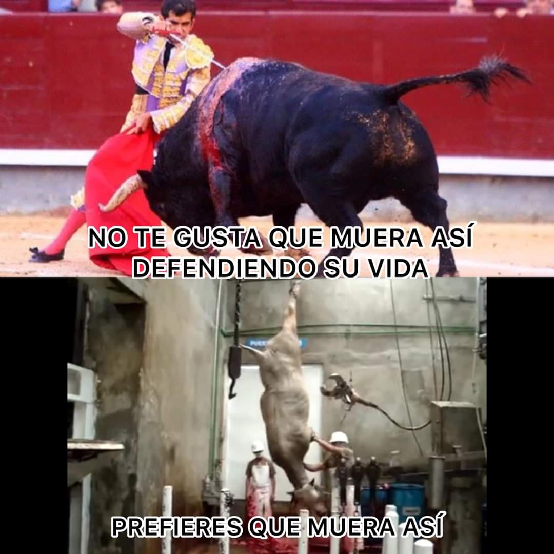 lanetapuebla's tweet photo. Es preferible una muerte digna, para un animal que con su carne te vas a alimentar para que puedas vivir. 
Es simplemente respeto por el hecho de que también son seres vivos. #NoAlMaltratoAnimal #Toros https://t.co/ERZ6fjYvg4