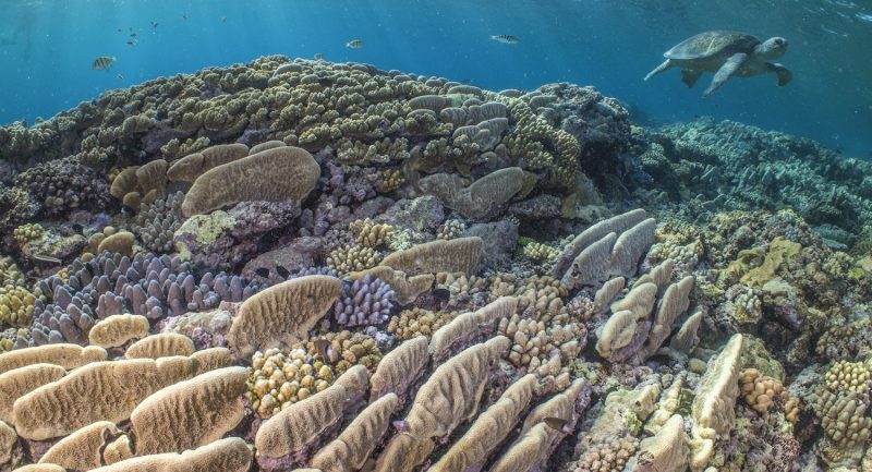 ScubaverseMedia's tweet photo. Mike Ball Dive Expeditions Video of the Month: Turtle Spectacular (Watch Video) https://t.co/7C15kgR3q8 #scuba #diving #dive #GreatBarrierReef #GBR #Cairns #Australia #LizardIsland #Pandora #wreck #RaineIsland #StanleyIsland #CodHole @mikeballdive https://t.co/1YEdzpmRU8