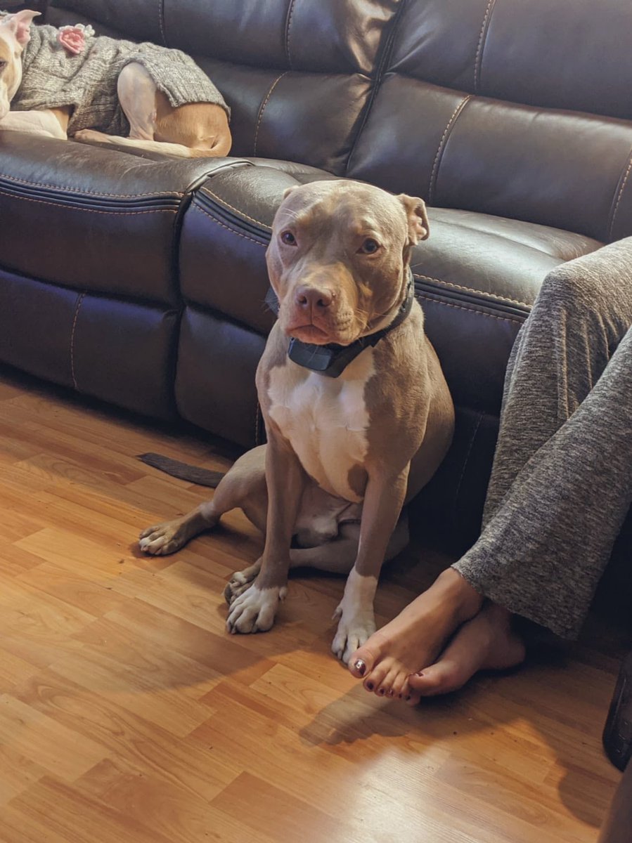benjithestaffy's tweet photo. The face you make when you get home from a walk and immediately poop in the house 😒😂 https://t.co/0K734CqELU
