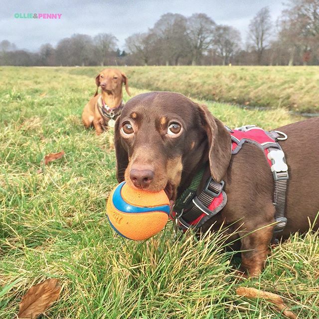 ollieandpenny's tweet photo. “She’s behind me isn’t she?” 👀🐶😂 Penny was about to be mugged of her ball again by Charlie!! 🎾🤗🐾 #littlesisters
•
#fetch #ballgames #minidachshund #doxie #dachshundpuppy #chuckit #reddingo #parkwalks #cutedog #thoseeyes #januarymood #dublin #dublindogs #phoenixpark #saus… https://t.co/06IbzYzdLx