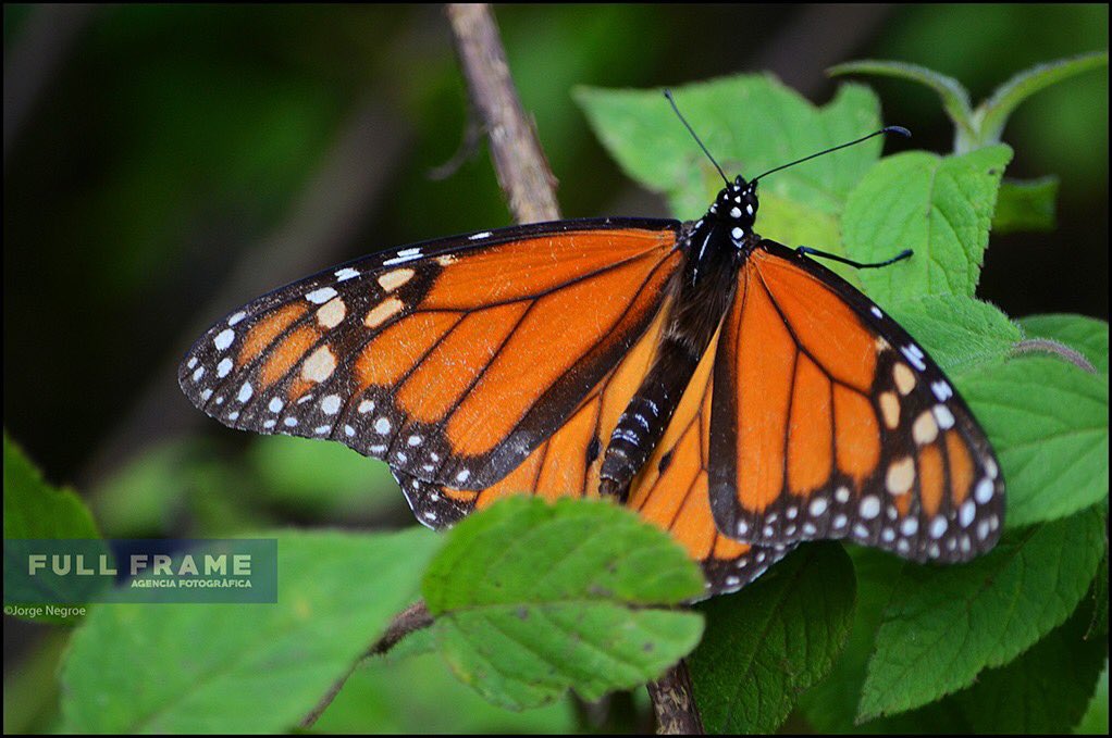 ag_frame's tweet photo. 07/01/2020 Edo de México.-En el país existen diversos santuarios donde las Mariposas Monarca terminan su largo recorrido desde Canadá.  
Aunque la mayoría se concentran en el estado de Michoacán, también podemos encontrar algunos en el Estado de México.  Jorge Negroe | Full Frame https://t.co/7dqhwyjqII