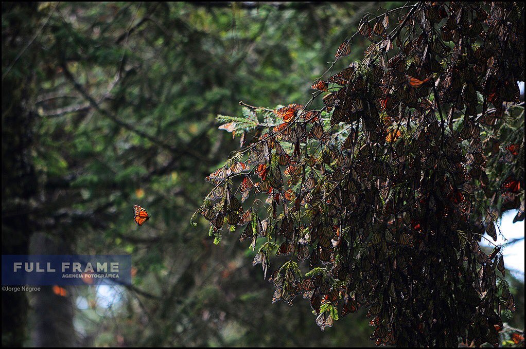 ag_frame's tweet photo. 07/01/2020 Edo de México.-En el país existen diversos santuarios donde las Mariposas Monarca terminan su largo recorrido desde Canadá.  
Aunque la mayoría se concentran en el estado de Michoacán, también podemos encontrar algunos en el Estado de México.  Jorge Negroe | Full Frame https://t.co/7dqhwyjqII