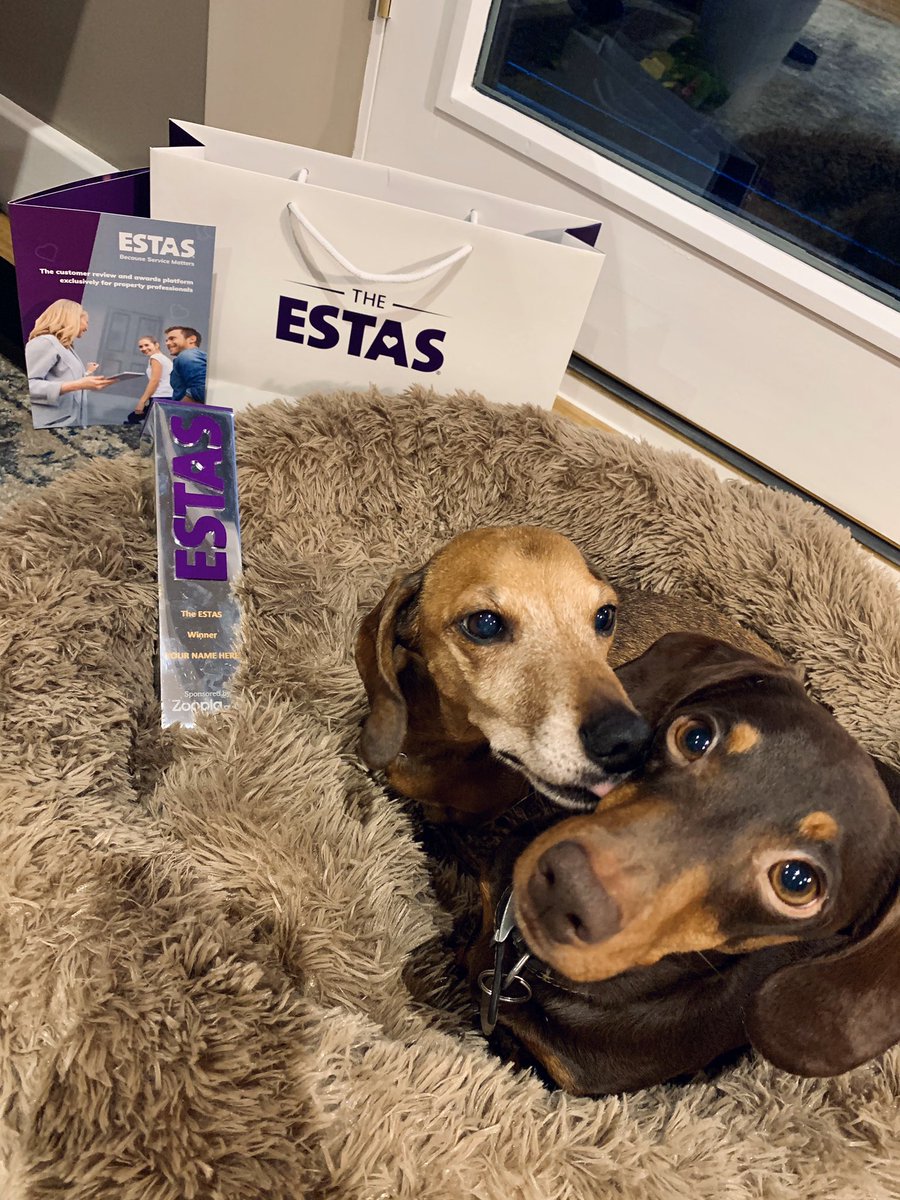 THE_ESTAS's tweet photo. ALL office dogs are winners in ESTAS world πΎππ @THE_ESTAS #servicematters #ESTAS2020 #officedogs #dogsoftwitter https://t.co/xQ7BHFNFUR