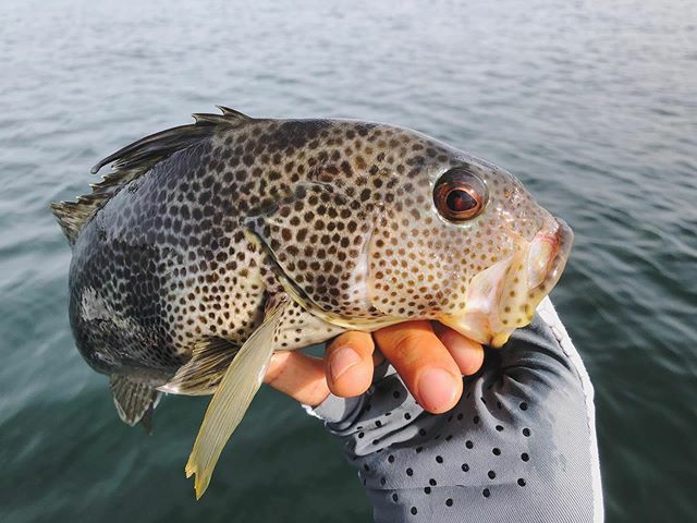 RomanCastro's tweet photo. THANK YOU - If you can see this, THANK YOU for the support. I know your time is valuable and I appreciate you taking the time to watch my videos. I hope you are having a great day!
#spottedbaybass #community #fish #fishing #grumpyspotty #grumpyspottyappa… https://t.co/1QlTQztSRS https://t.co/qplpdjpMkZ
