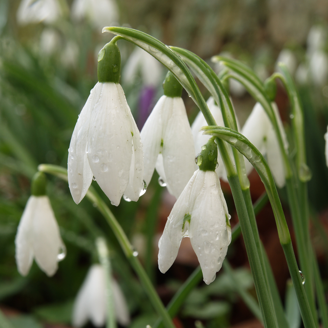 Plantlife tweet media