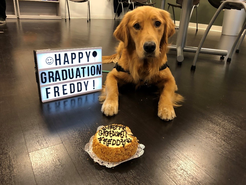 CroweCareers's tweet photo. Graduating with a 4.0 GBA (Good Boy Average), Freddy, the @ICANdogs service dog we’ve sponsored through a Crowe Foundation grant, is starting life as a facility dog at Knightstown Elementary School. Indy colleagues threw him a graduation party before the ceremony. #CroweGivesBack https://t.co/HjKbMyX4rz