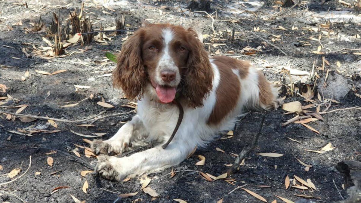 FOX59's tweet image. Meet Taylor! This 4-year-old Springer Spaniel has helped rescue dozens of koalas impacted by the devastating bushfires plaguing Australia. via.fox59.com/OnGho