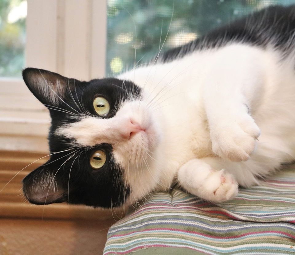 Sweet 4 year old Joanie is looking to find her forever home. She loves to chirp hello and get a hug. Joanie is waiting to meet you, so give mama Barb a call to set up a date soon! 360-953-7750 - Vancouver, WA. #adoptus #AdoptDontShop #CatsOfTwitter