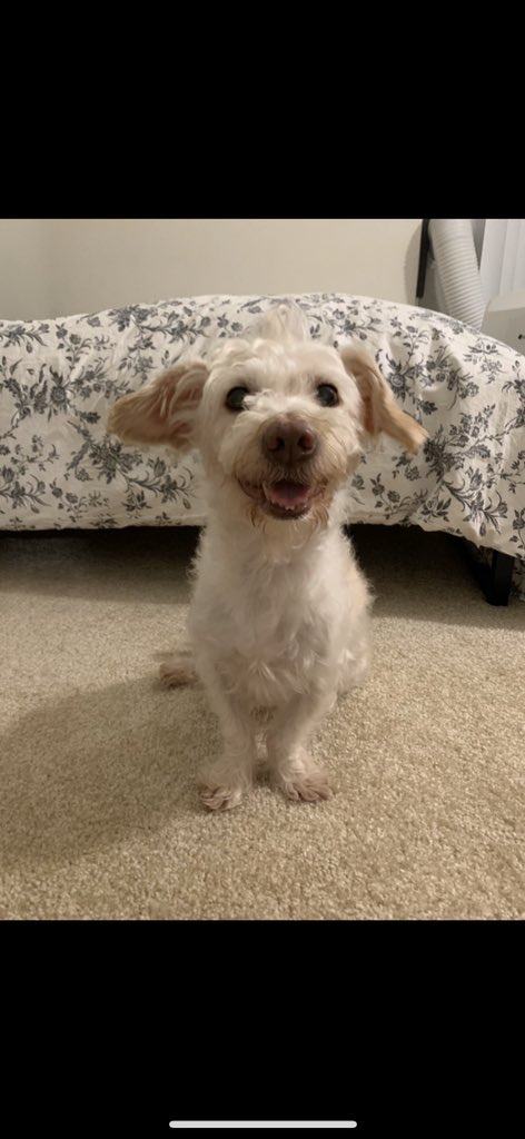jennifervoo78's tweet photo. I recently found out sparky has a perineal hernia after his inability to poop, requiring immediate surgery as it could rupture at any moment. The surgery is 3k &amp; as a student, I don’t have the funds to cover the surgery. Please help him by sharing this &amp; donating, anything helps! https://t.co/K0PTqL0rii