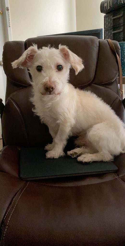 jennifervoo78's tweet photo. I recently found out sparky has a perineal hernia after his inability to poop, requiring immediate surgery as it could rupture at any moment. The surgery is 3k &amp; as a student, I don’t have the funds to cover the surgery. Please help him by sharing this &amp; donating, anything helps! https://t.co/K0PTqL0rii