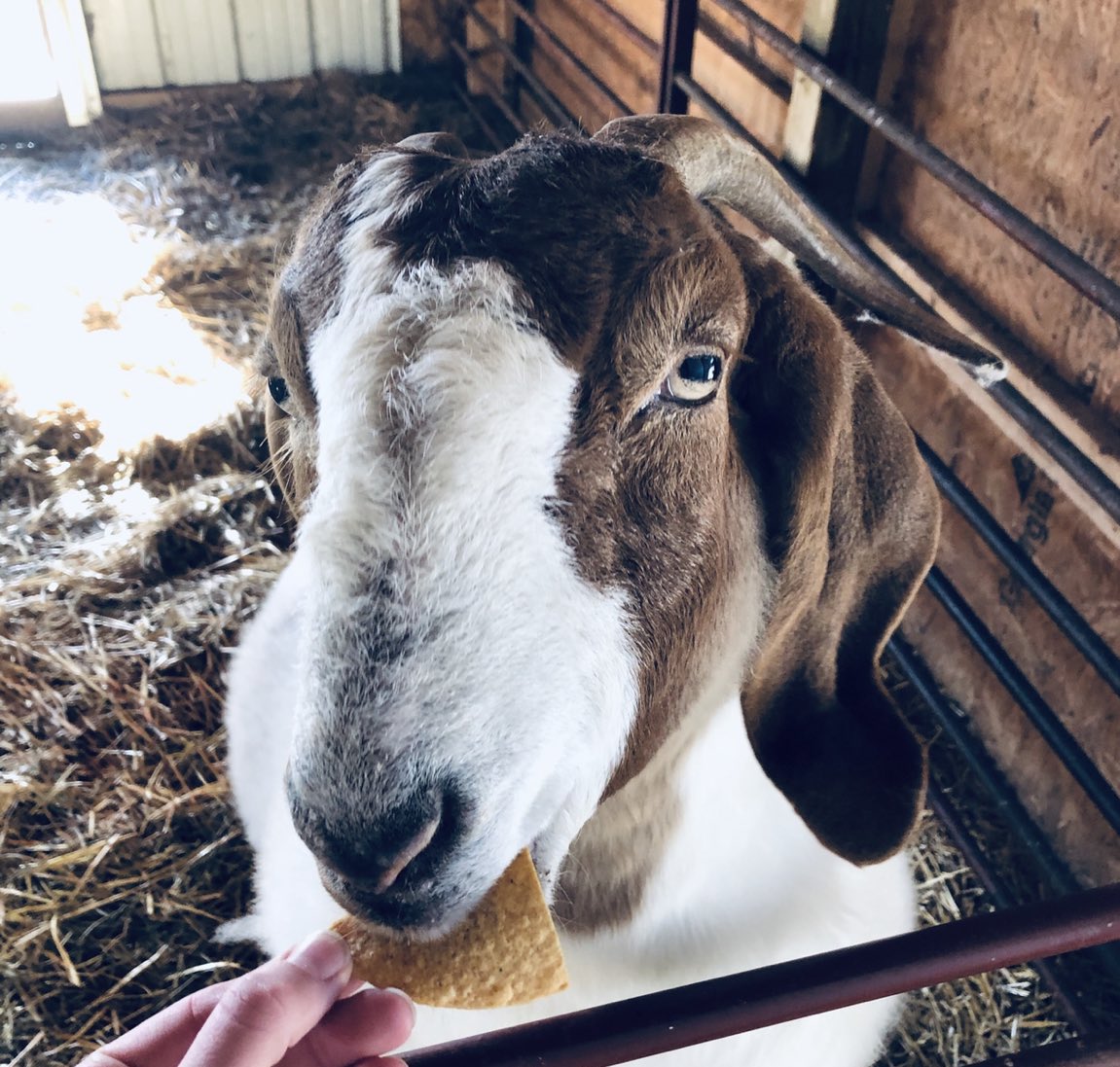 📅 9th January 2020
🐐 Eleanor (who love tortilla chips) 
🏷 <a href="/lllaurenhughes/">Lauren Hughes</a>