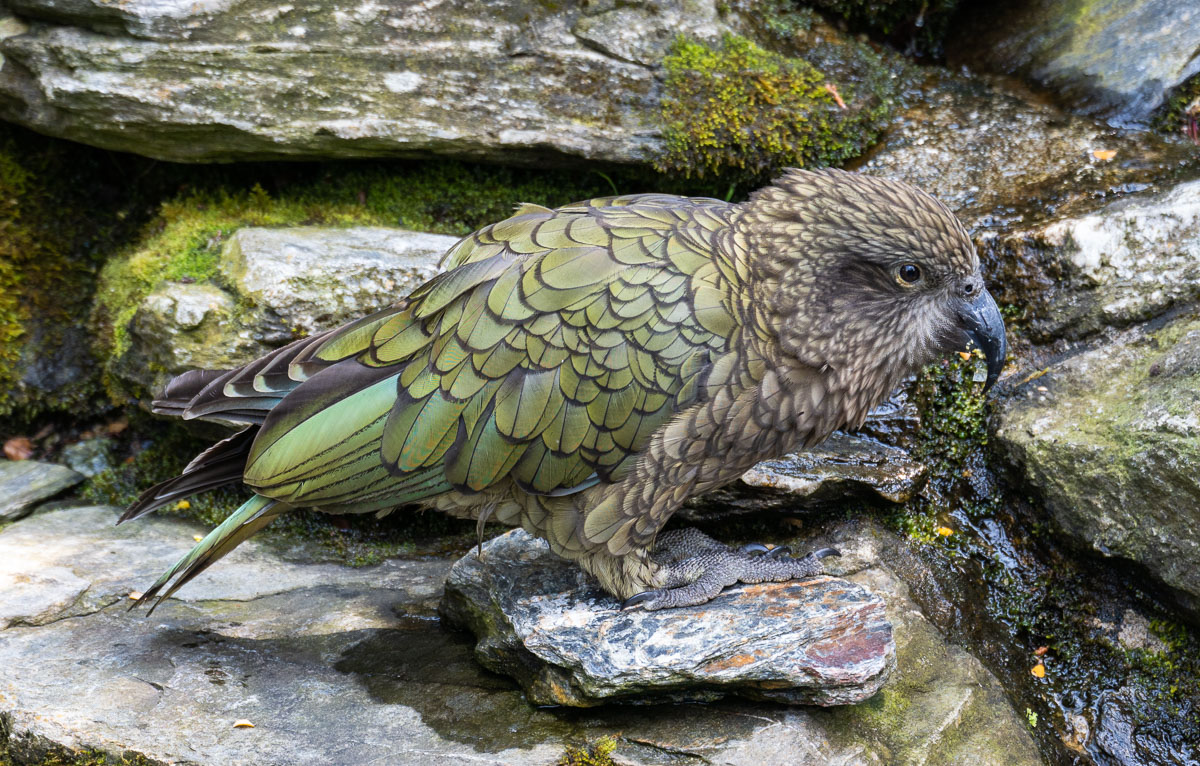stevenpam's tweet photo. Camouflaged #kea at Kiwi Birdlife Park, Queenstown https://t.co/fhjcxXRSBV