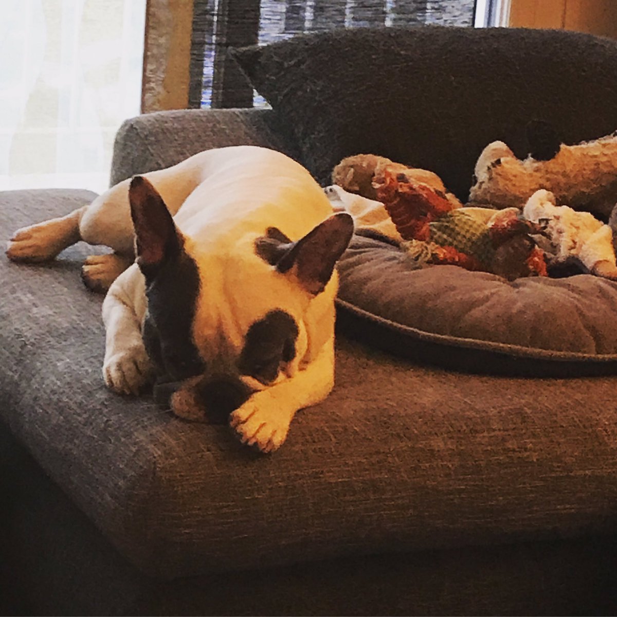 TheBozzy0301's tweet photo. Tout le monde au dodo...bonne soirée et douce nuit à tous...😘🥰😍#leplusbeauchiendumonde #leplusbeauchien #bouledogue #bouledoguefrancais #mascotte #tropmignon #chientropmignon #twitch #twitchmascotte #bozzy0301 #stream #streaming #marley #cute #cuteanimals #video #videoanimal https://t.co/EL8im0jQgn