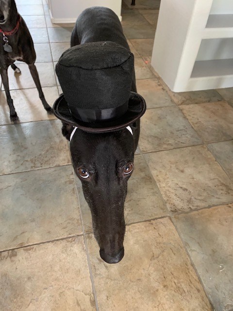 sa_greys's tweet photo. My new Top Hat https://t.co/DOQkPNoZ9b https://t.co/7gwTnd1N0m