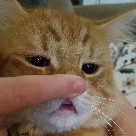 𝐧𝐥𝐮𝐯𝐰𝐤 🌸💖🐱 tweet media