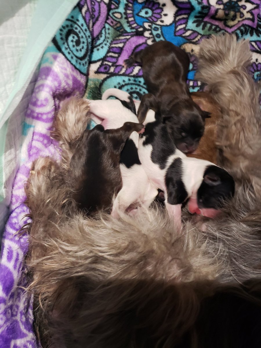 madison71200's tweet photo. 💞We welcomed 5 new family members today! 💖🤗I declare this day a win for 2020. 😘💗All puppy, no politics!🐶💕 #shorkies #love #puppylove #puppies https://t.co/OmOE3DBV3j