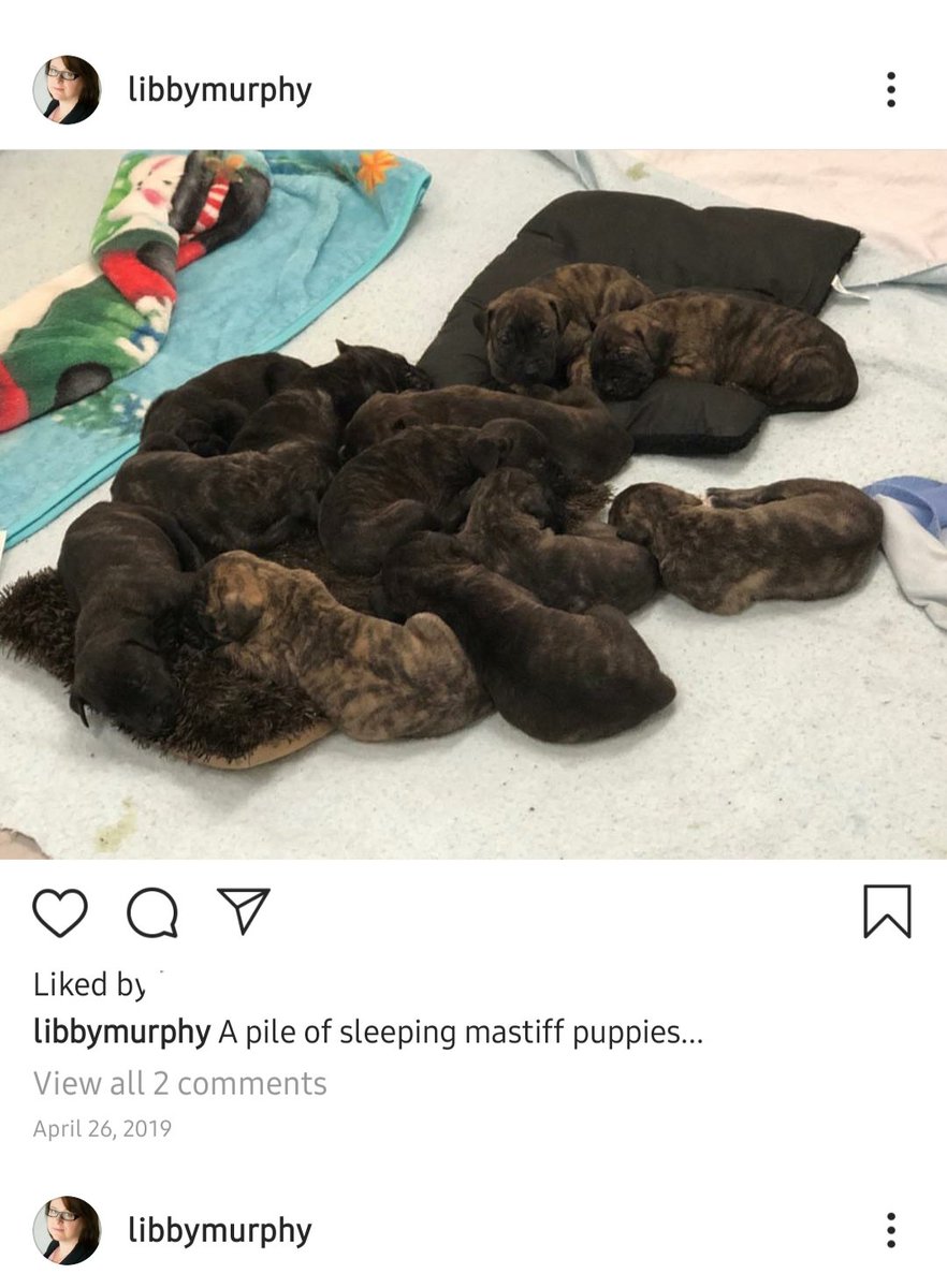 WorkplaceBully4's tweet photo. @NSSPCA CEO Elizabeth Murphy knowingly allows bullying & harassment in shelters all over NS & does NOTHING AND doesn't follow her own policies! Posting photos of animals who aren't available for adoption & should be confidential! Funny how rules only apply to some🙄 #retweet https://t.co/NJicDSQlER