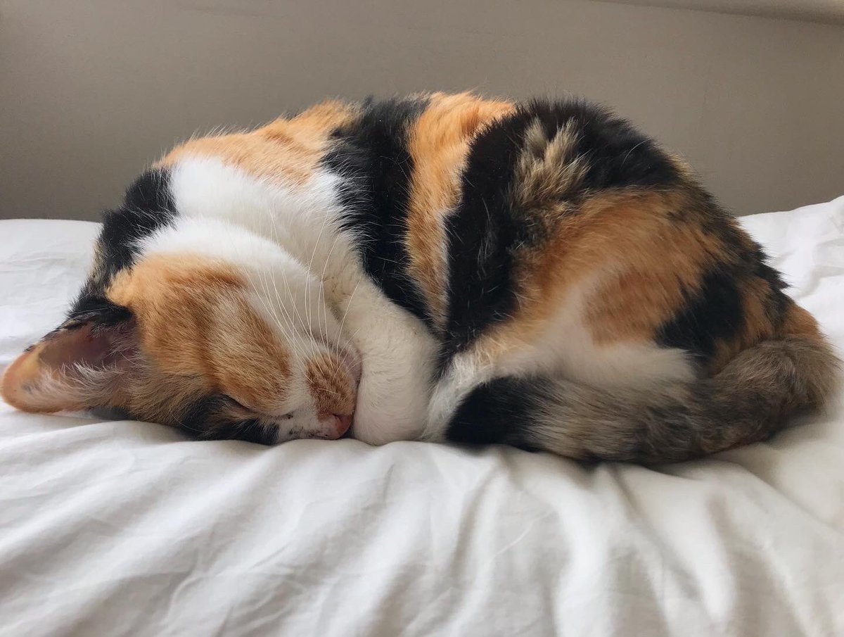猫天気予報