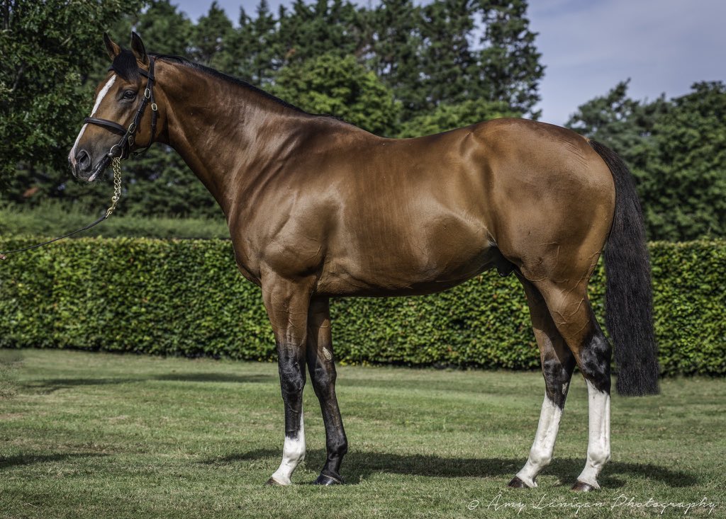 NatStudStallion's tweet photo. First foals arriving any day now for RAJASINGHE, a Royal Ascot Gr.2 winning 2yo with speed and precocity to burn 🔥

“We have sent Rajasinghe numerous mares and plan to support him heavily at the sales” - Richard Spencer, Rebel Racing

#BookNow #FirstFoals #EarlySpeed https://t.co/Vp9TMmUt2i