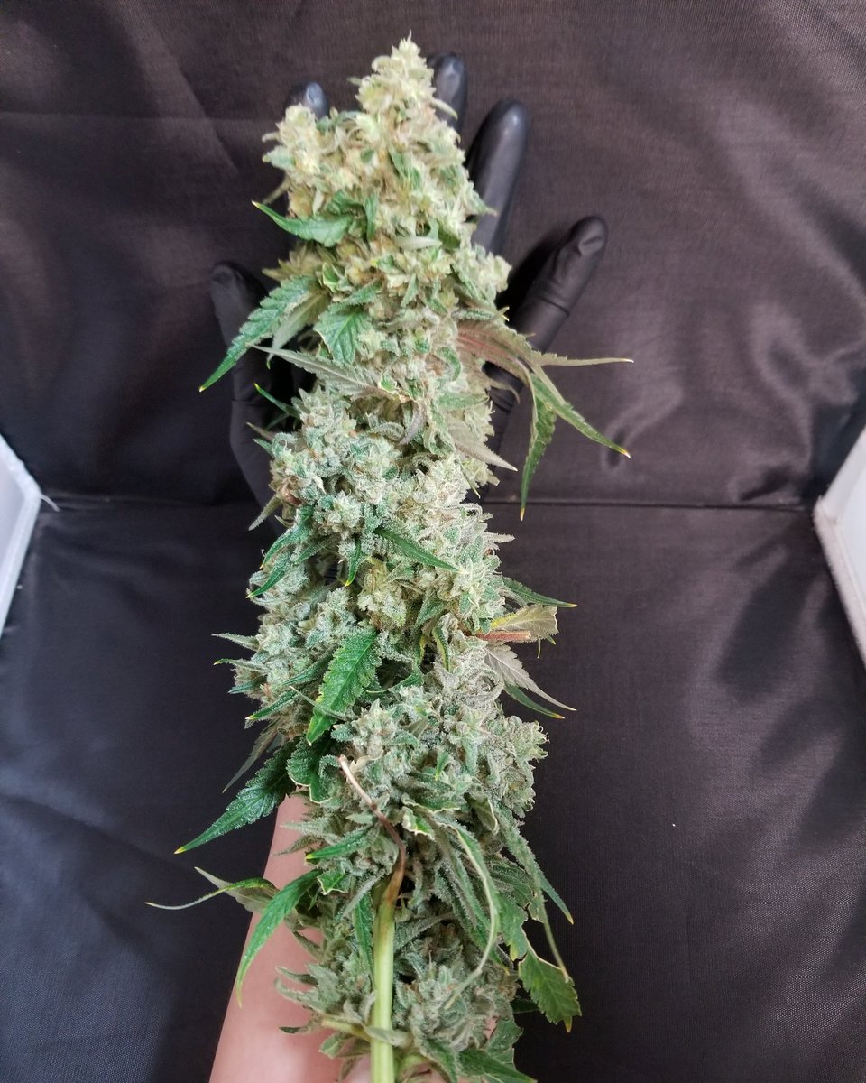 springs_emerald's tweet photo. Our new strain Crunchberry is finally getting cut today! Damn nugs bigger than my arm! Will be available soon! #newstrain #crunchberry #coloradoliving #budtender #medicine #highthc #mountainliving https://t.co/bzi7Y9yyDj