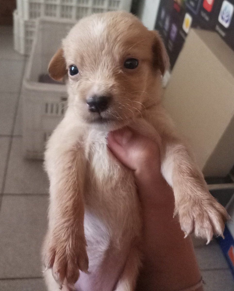 Holaa, mi perra tuvo 10 hermosos cachorritos, pero lamentablemente no me los puedo dejar, asiq si hay alguien responsable que quiera adoptar me avisa plis, si no con un rt me ayudan muchisimo.