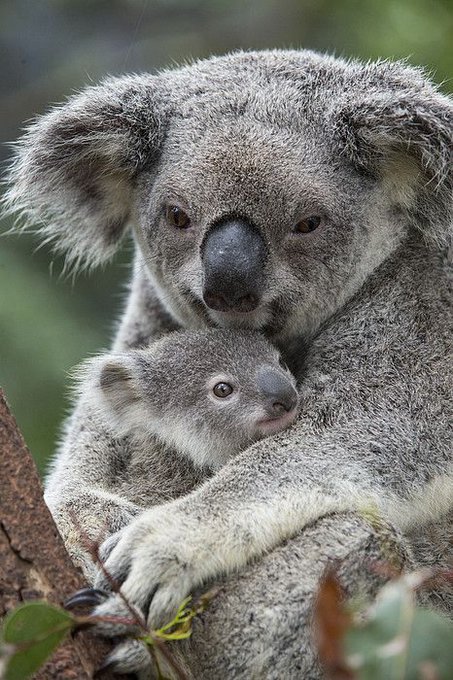 Hey guys  I will be doing a comeback stream tomorrow to raise money for the koala rescue in Australia  If