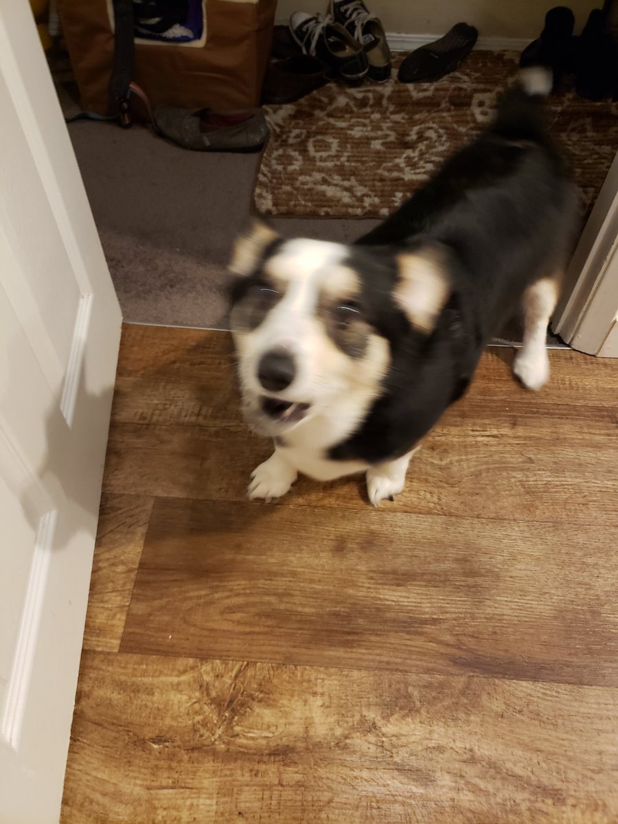 Ziggy the Corgi tweet media