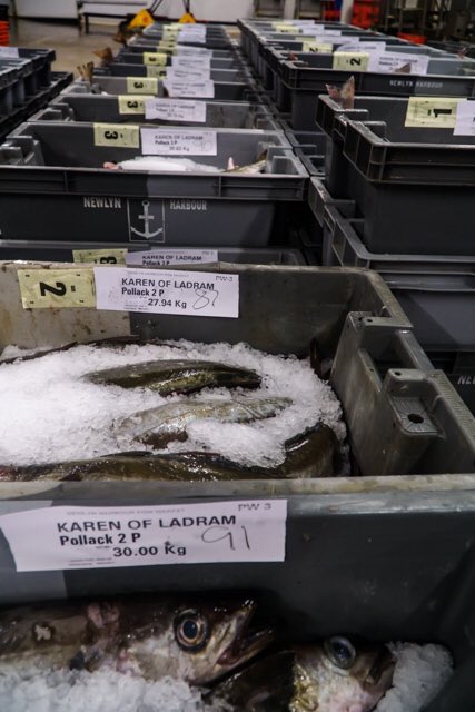 NewlynFishing's tweet photo. ‘The #Savvy French Fish loving Consumers Love em!! At last Tks to TV #Chef’s / #Fishmongers promotion Quite rightly UK #FishyFolk increasingly #experiencing the #Sustainable #FreshCornish Pollack’ as ‘OceanPride’ lands 4 #NewlynMkt FriAuction #EatMoreFish ....#TryIt https://t.co/2dIvBPcuCa